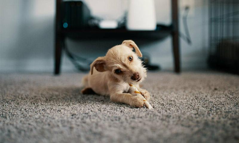 小狗在地毯上